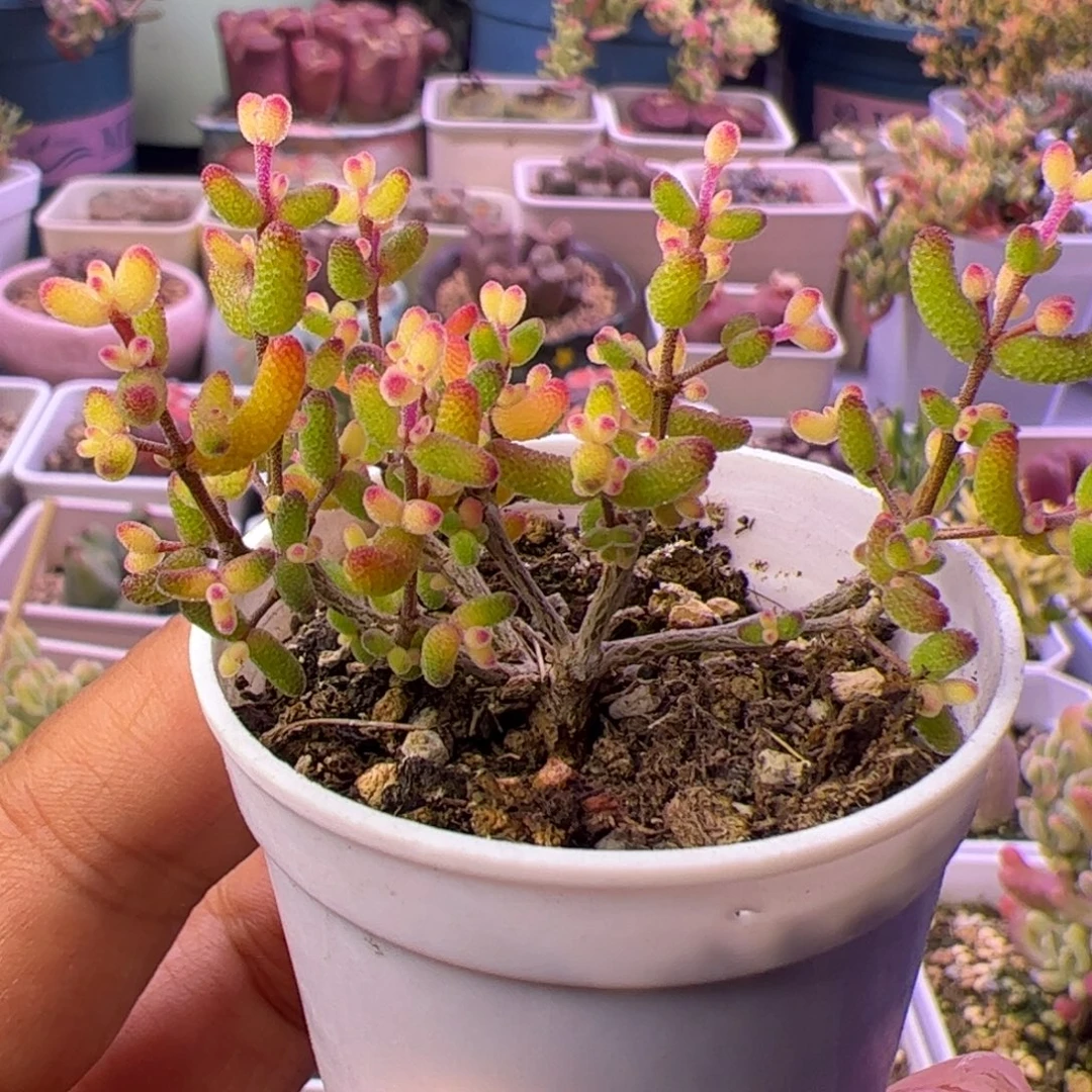 开播福利多肉植物枝干假飞机猪小老桩