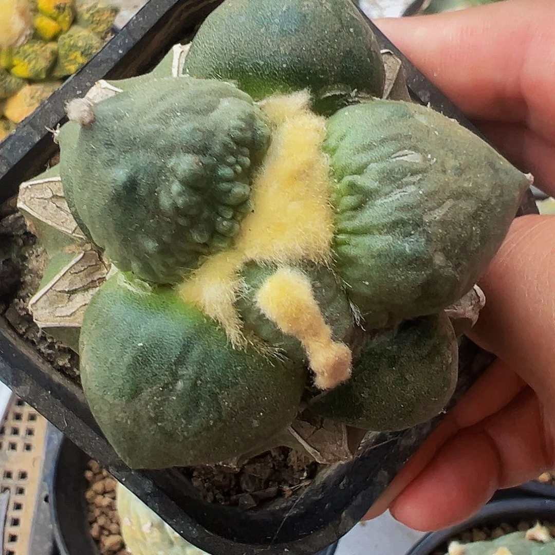 苗接蛋怒，尺寸5厘米