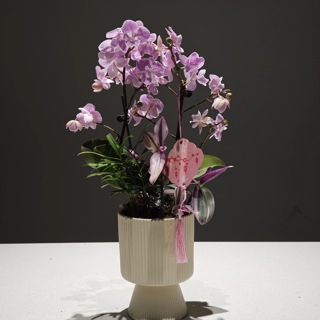 【樱花蝴蝶兰】年宵花兰花室内花卉带花苞耐寒四季好养