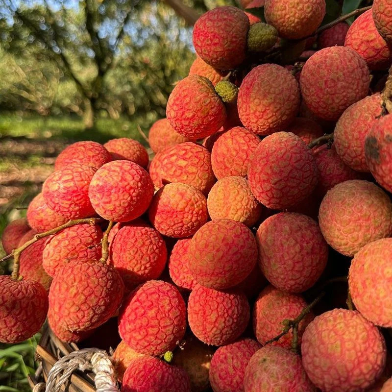 【冷链保鲜】应季水果新鲜现摘白糖罂荔枝禾荔黑叶香甜多汁果园直发