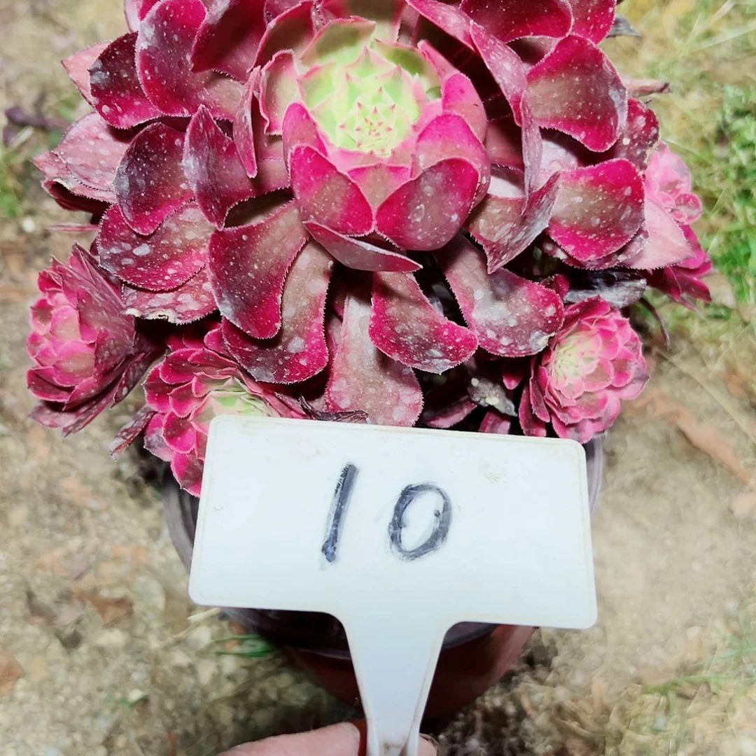 多肉植物红铜白法师