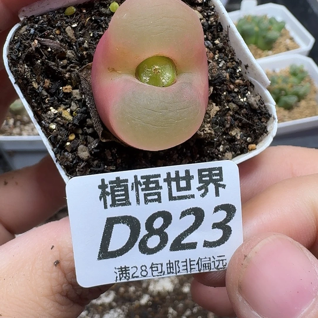 多肉植物的啊fgbnn