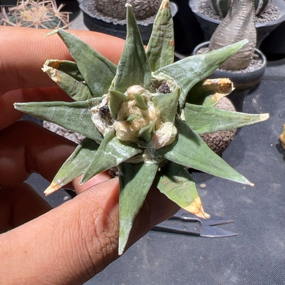 K****g德系实生针管龙牙 牡丹