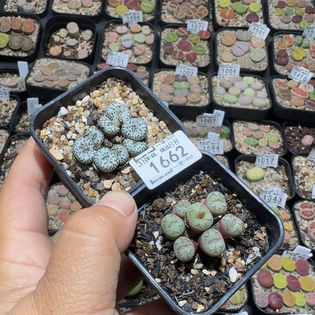 杨****zzz生石花肉锥1662