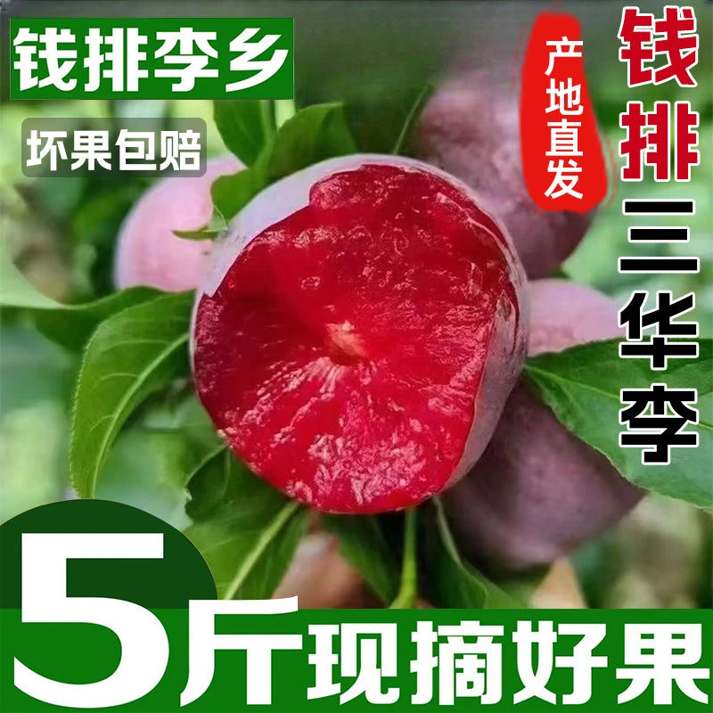 【现货】正宗红心李子三华李新鲜当季水果酸脆酸甜整箱 2