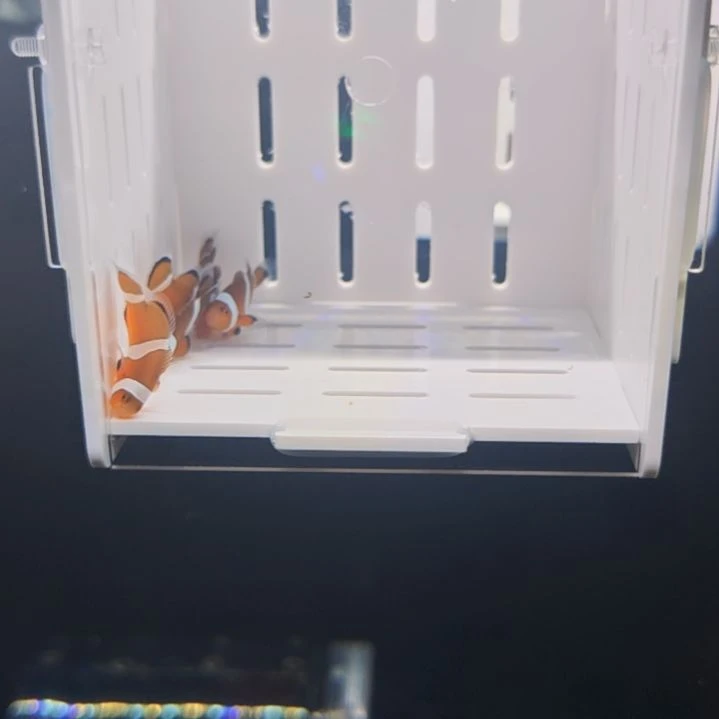 海水公子小丑鱼5条