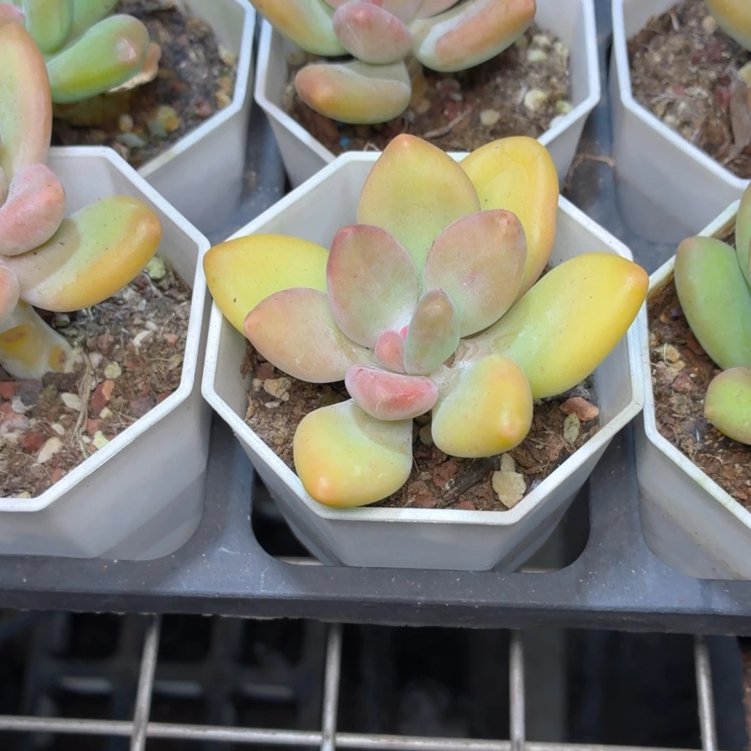 芒果奶多肉9.9包邮发货