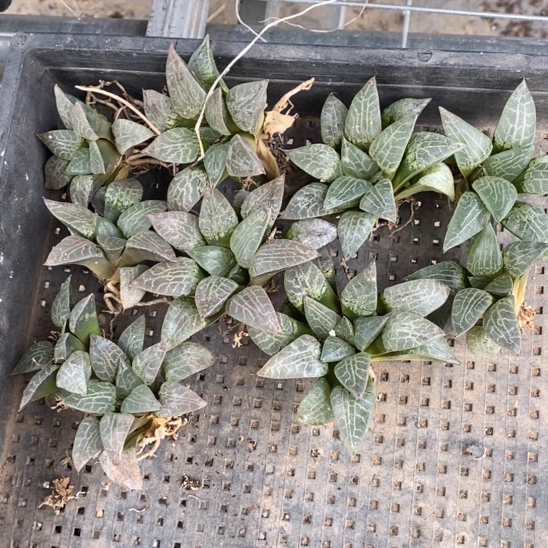 2184 一颗超级福利。