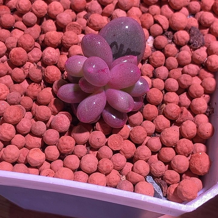 彩虹奶酪锦多肉植物