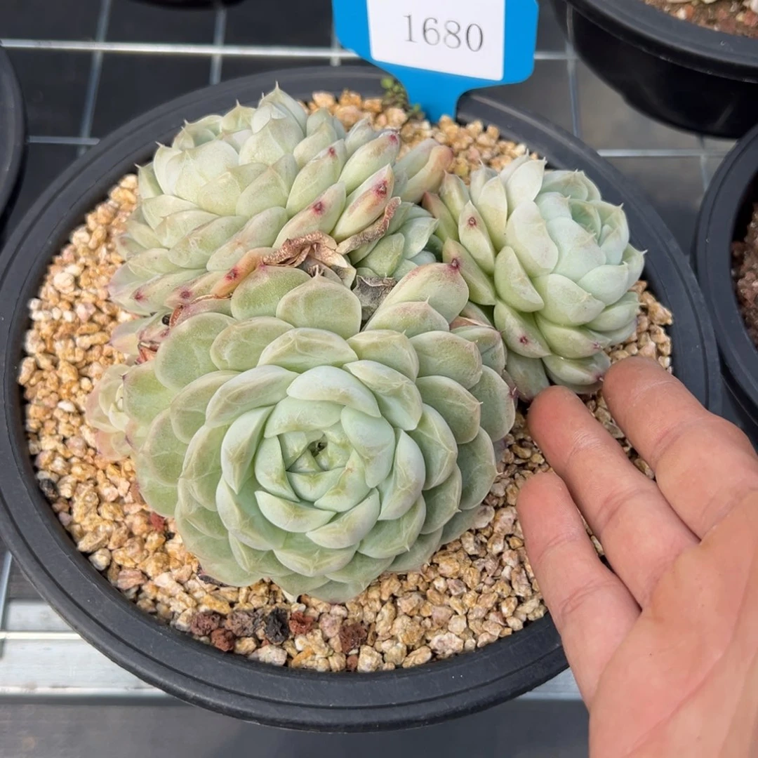 A**牛1680多肉多多多多多