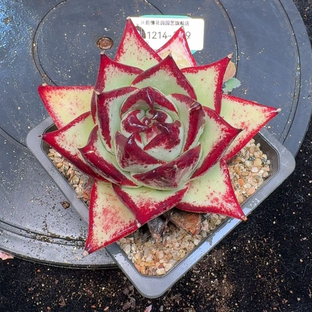 从前慢多肉精选编号1214.209