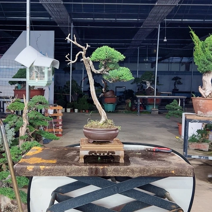 杭***司无花朵老桩老盆济州真柏