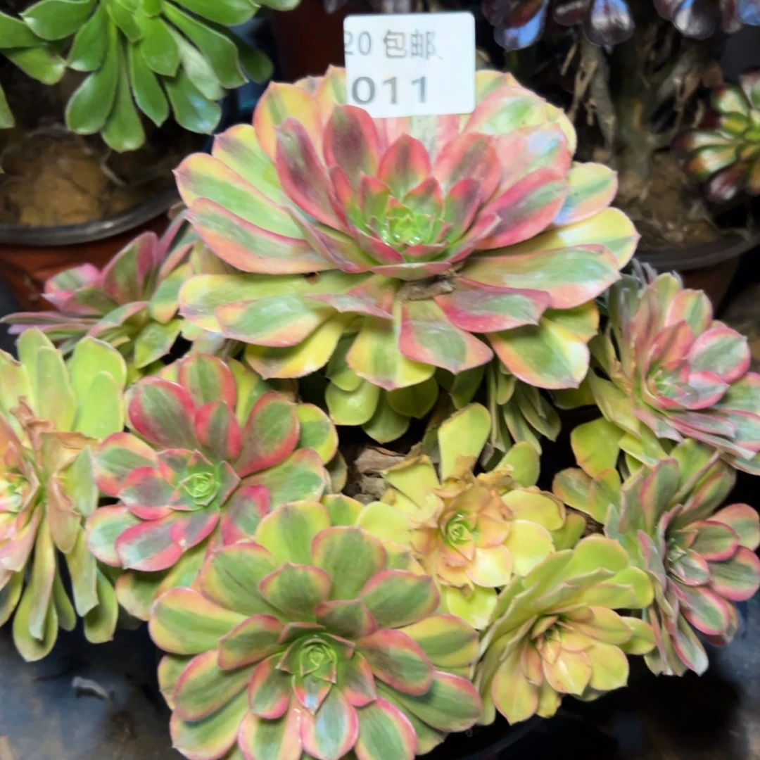 011雨荷，多肉法师