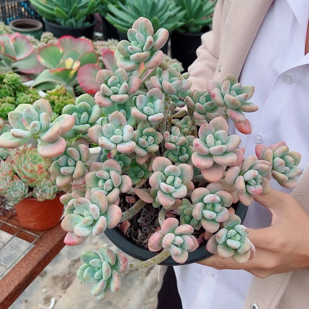 红洛神整桩整群老桩