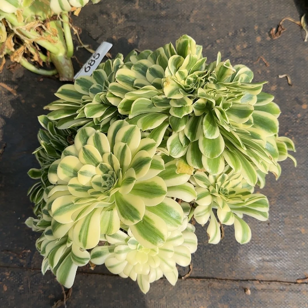 鑫**?685多肉 迈巴赫缀法师