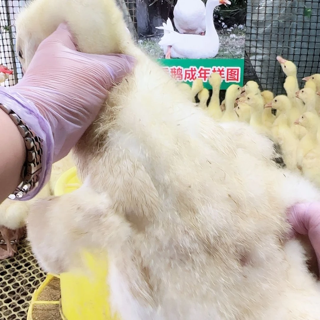 柯尔鸭四季鹅2.5斤发货，到手2斤以上