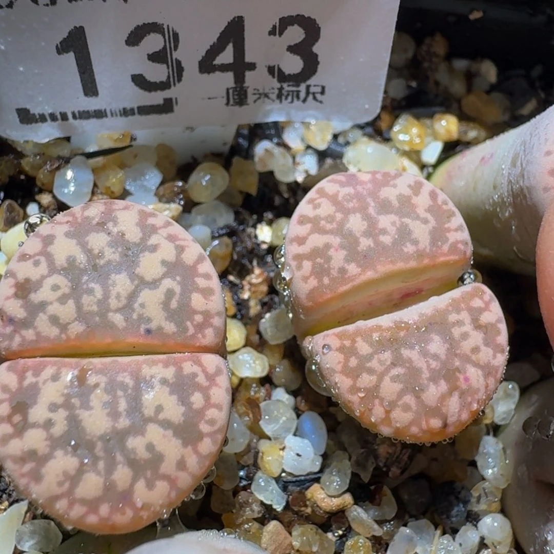 zzzz生石花肉锥1343