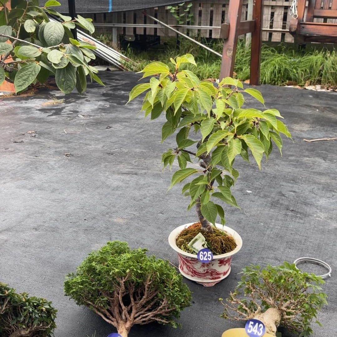 全场盆景一物一拍