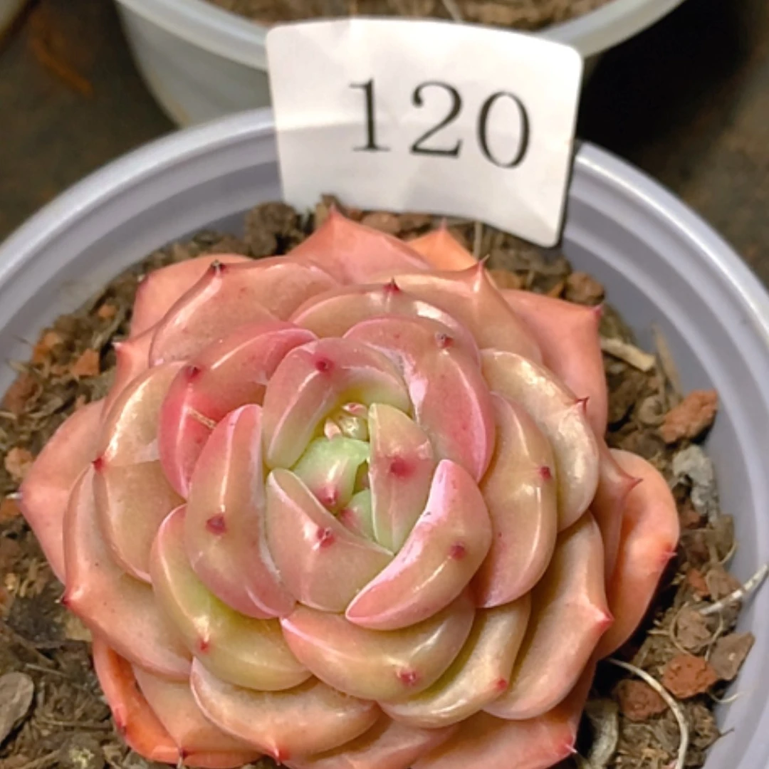 【闪购商品】云120号