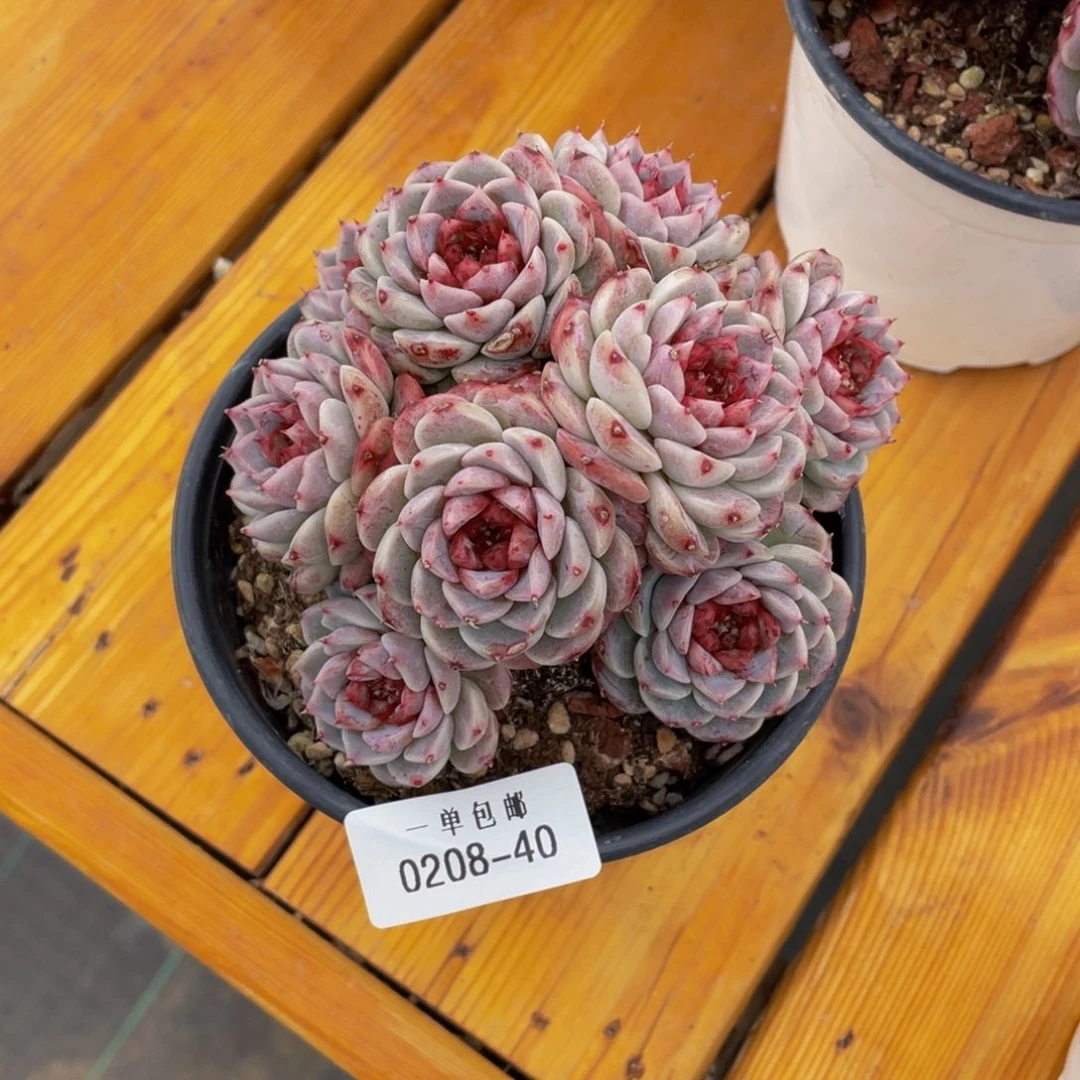 0208-40-天鹅绒。。。。。。