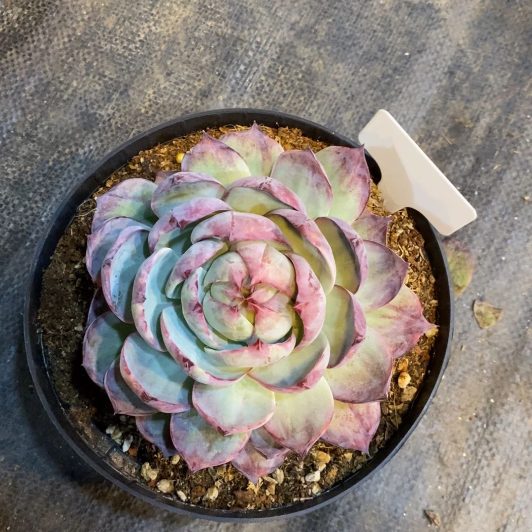 山****树惊鸿大单头，123456789