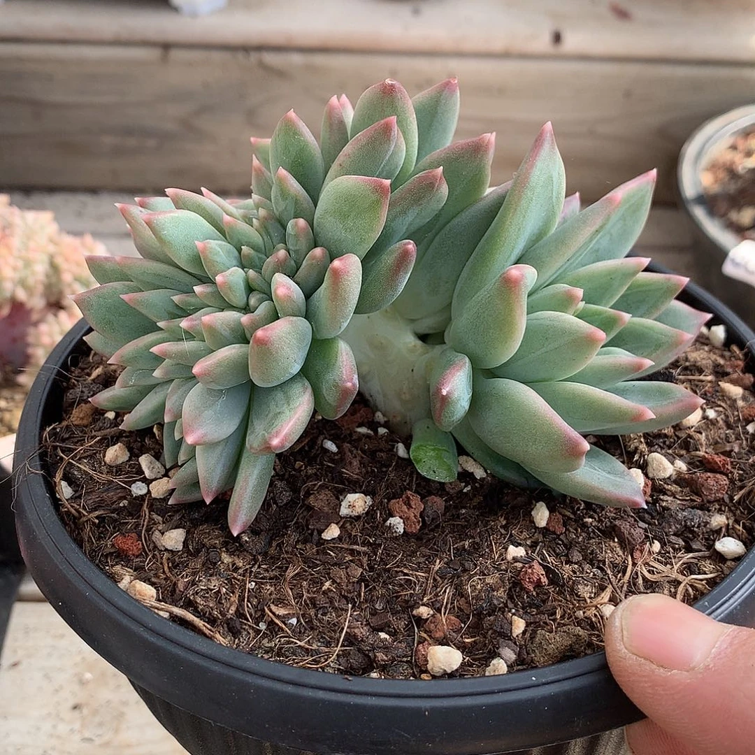 153美人系小树缀一颗12厘米