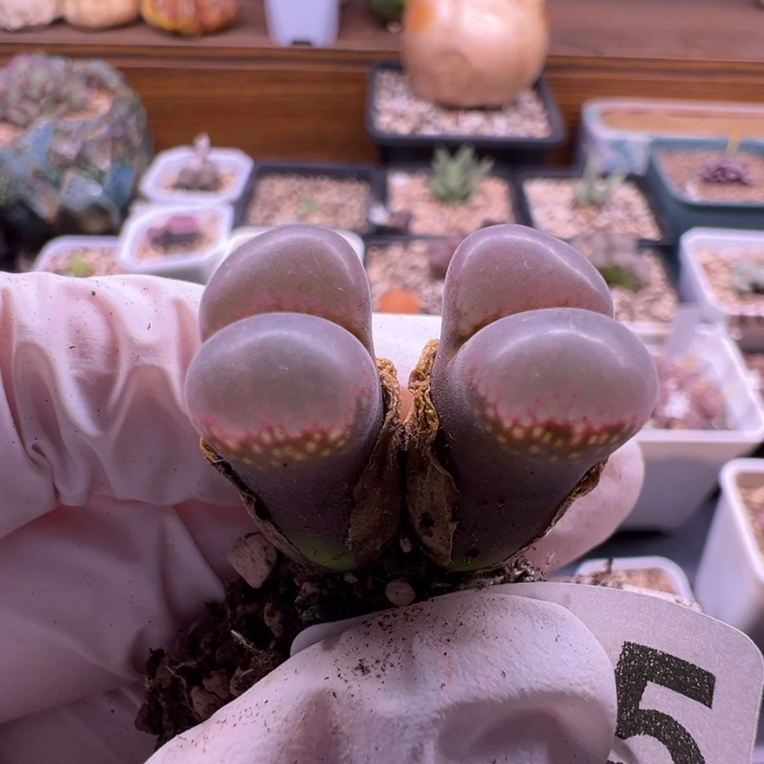 ****同345特特特特特特特