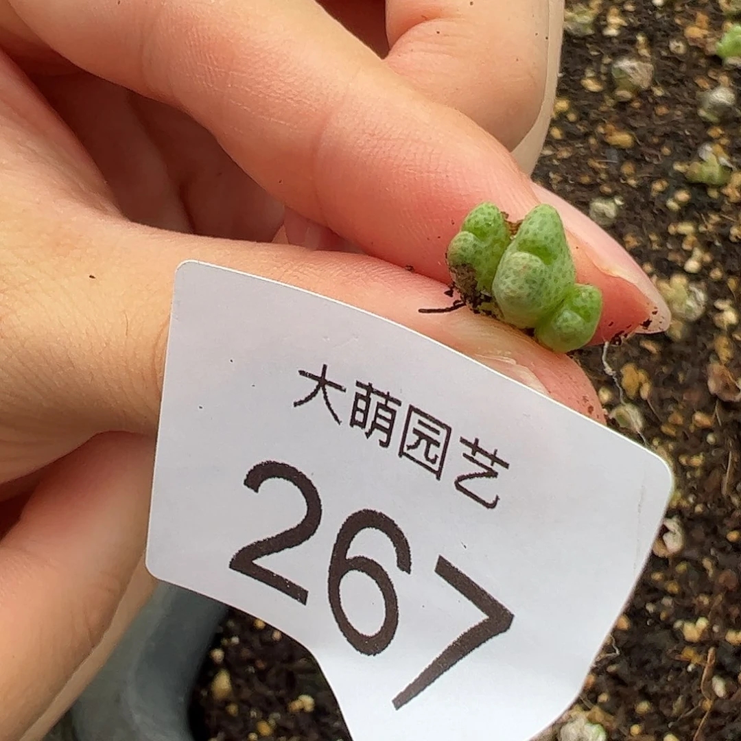 0000267量拍园艺ARM714B鹿角斑马定向选拔3头1颗