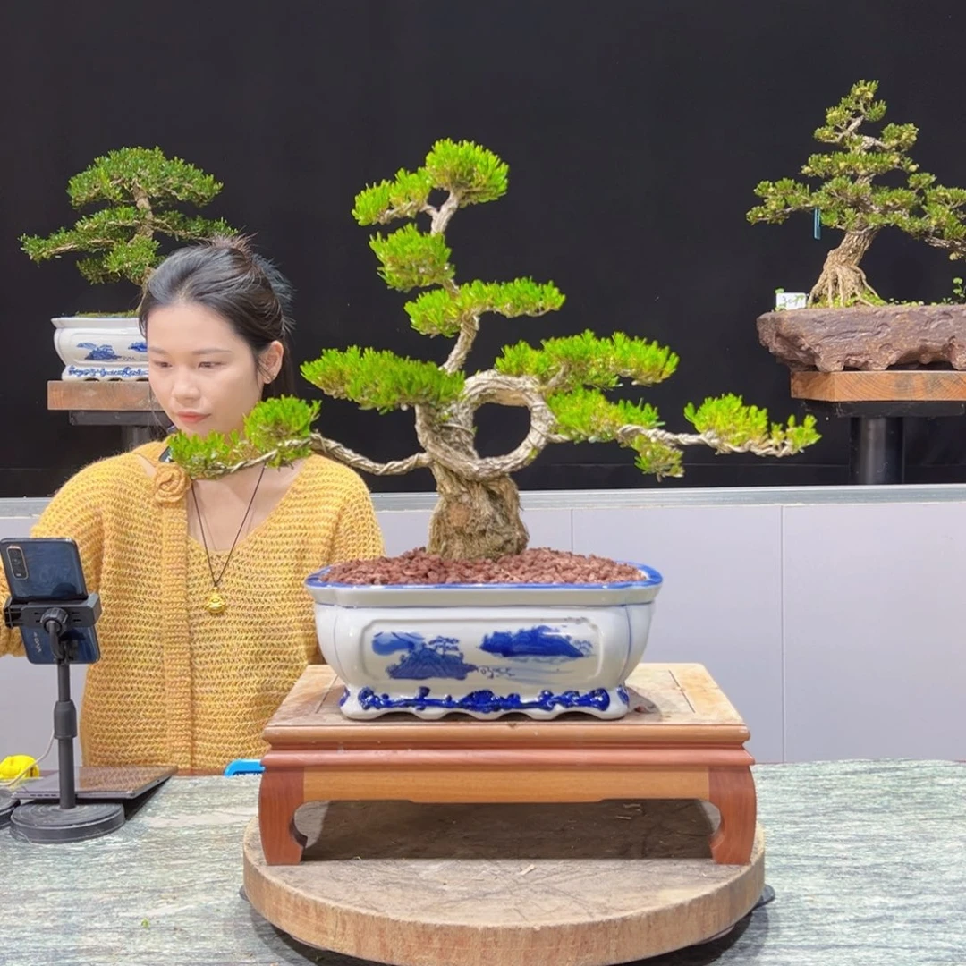 黄杨盆景老桩四季长青用****3