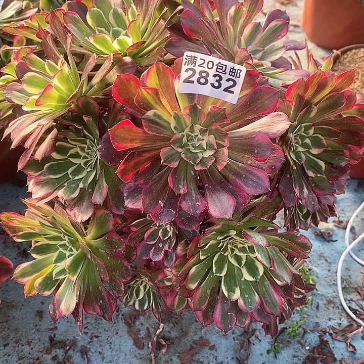 2832 一颗同花顺法师