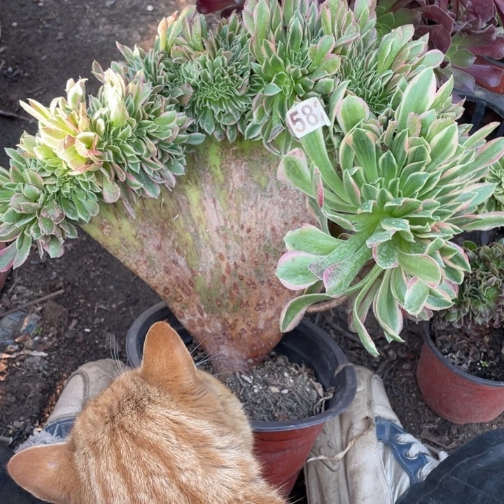 30厘米左右女巫拉丝缀582号