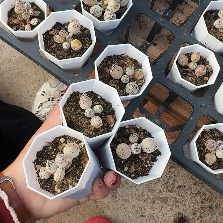 肉***子多肉植物满20包邮