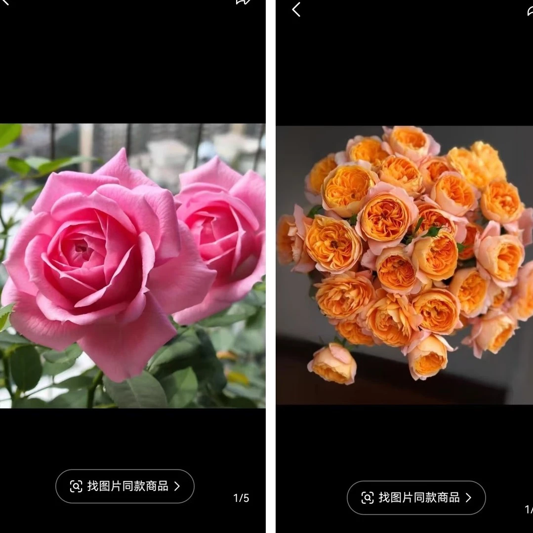 《果汁淑女双色》大花微月品种两色适合阳台庭院