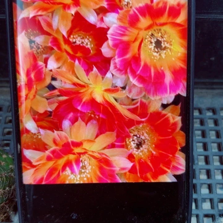 98丽花93 歪无根侧芽3公分左右20包邮