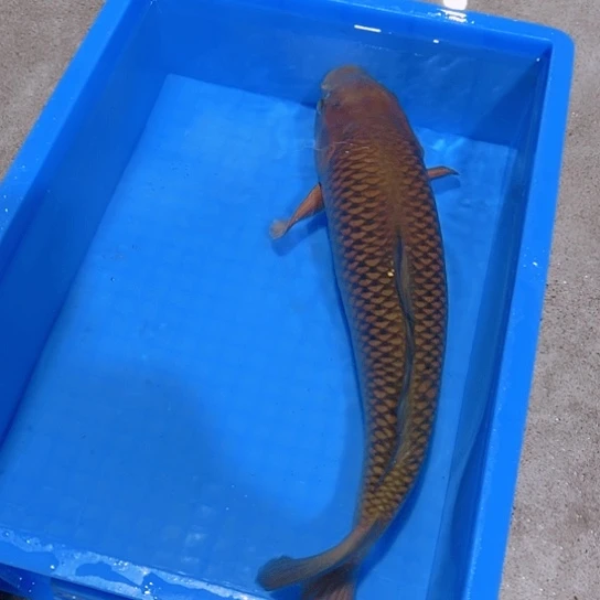 海水赤木芒果红茶