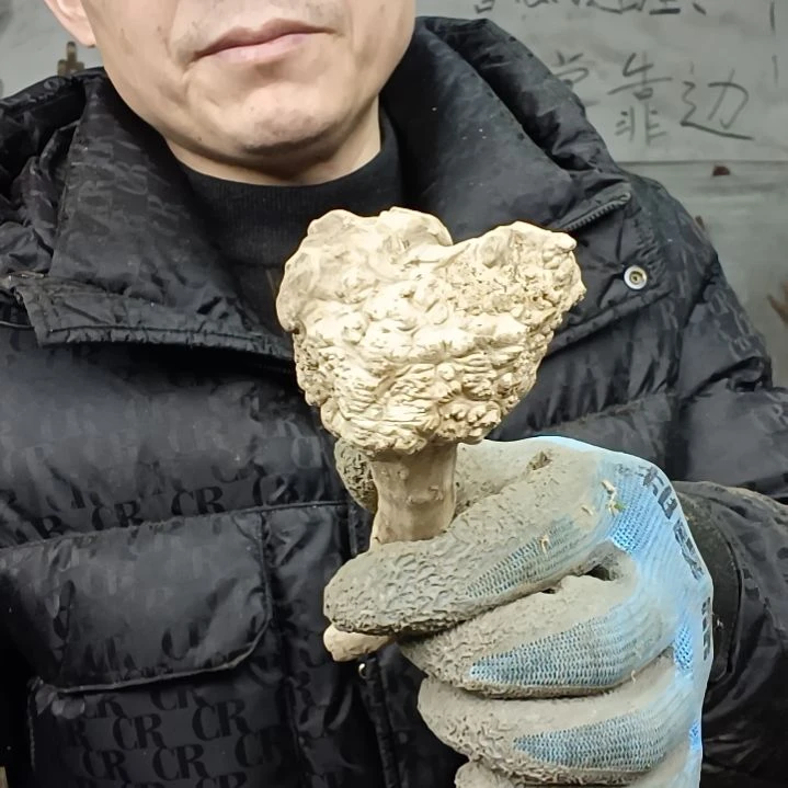 稳定木用****春贵州檬子木   铁马鞭   根艺  半成品