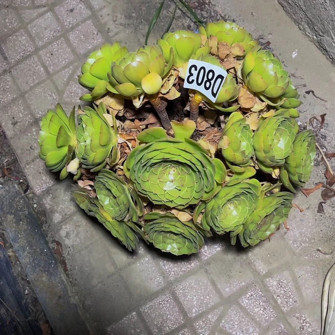 万圣节7/-22包邮法师