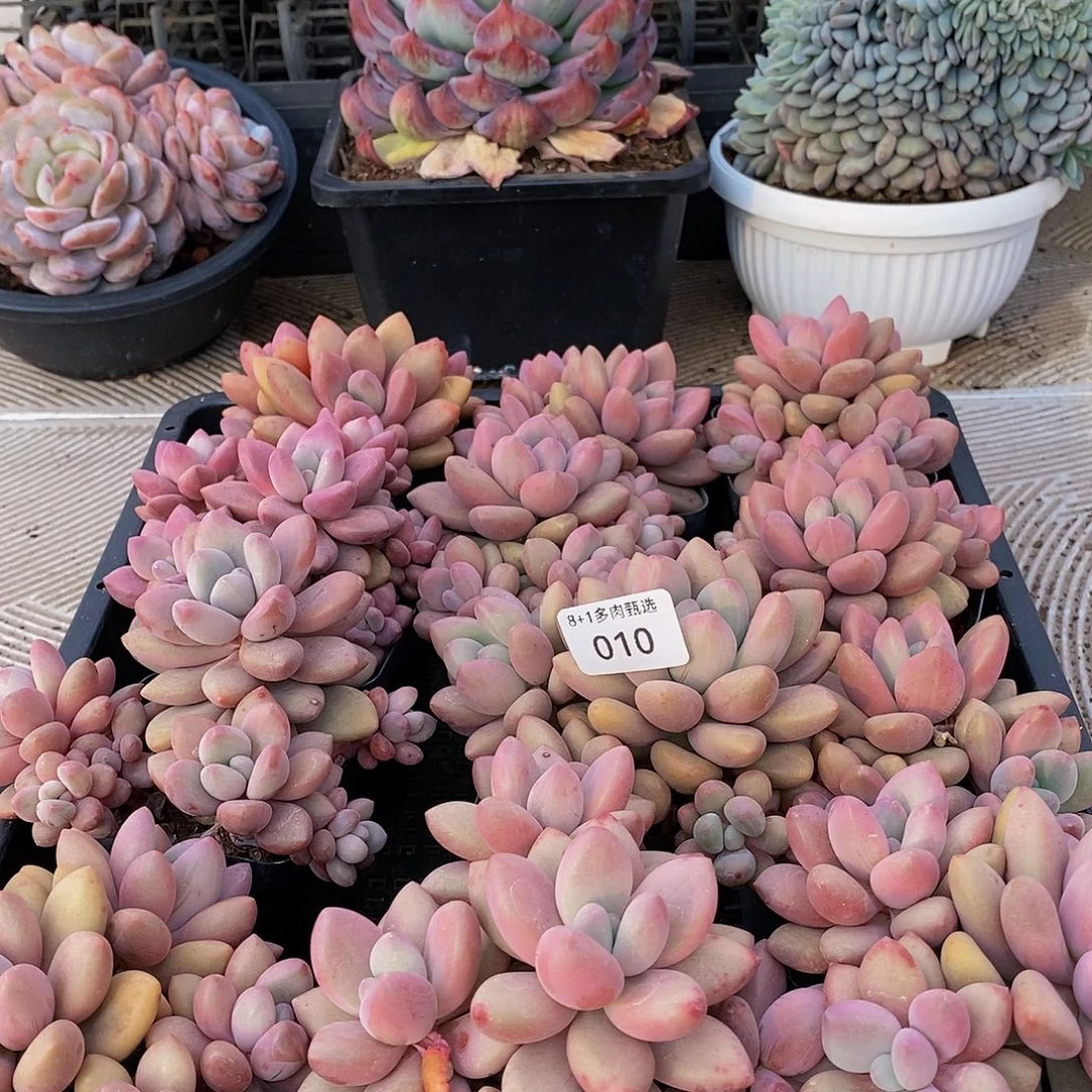 A-10新品美人系列量