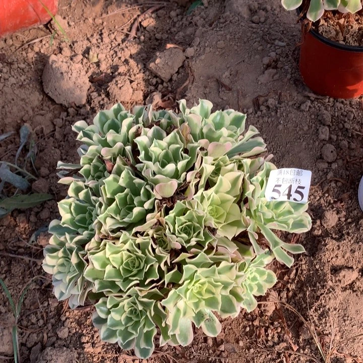 545白凤绣球4号棚