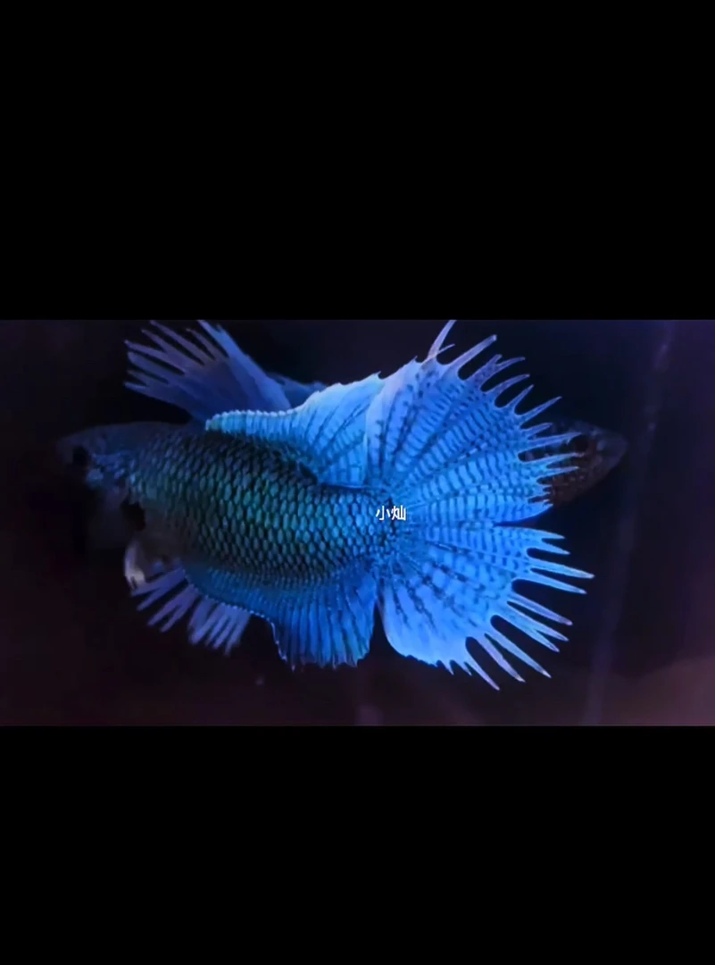 斗鱼无纹帝王蓝活体淡水冷水观赏鱼好养耐活免加温打氧