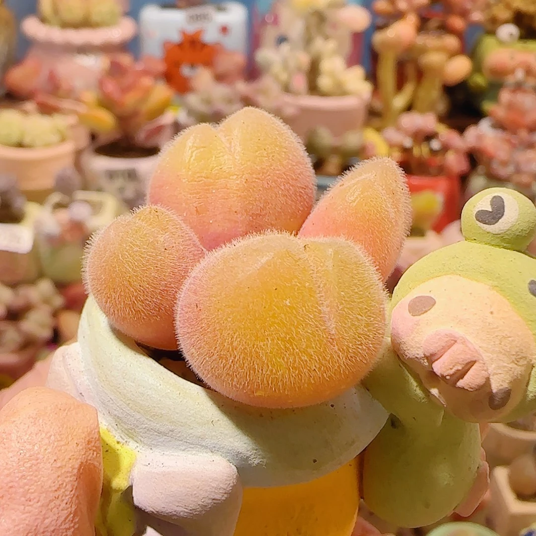 T可爱红红毛翠盆口2.5cm