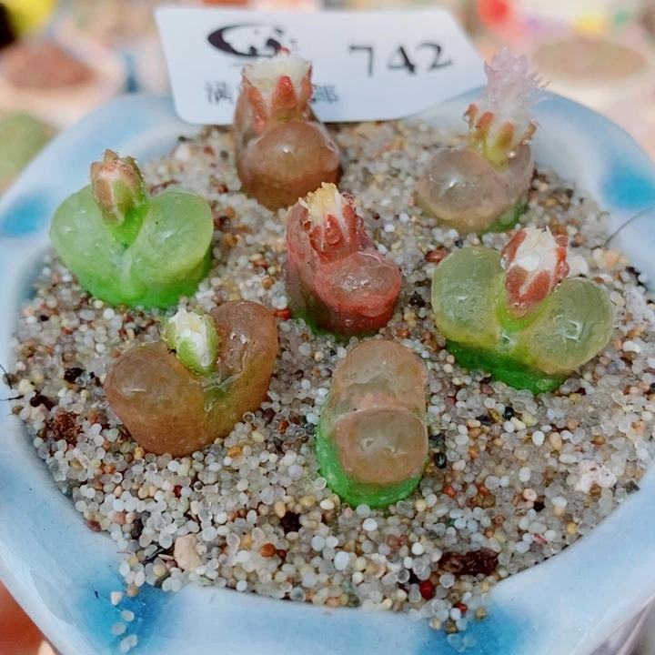 生石花花花花花花花742