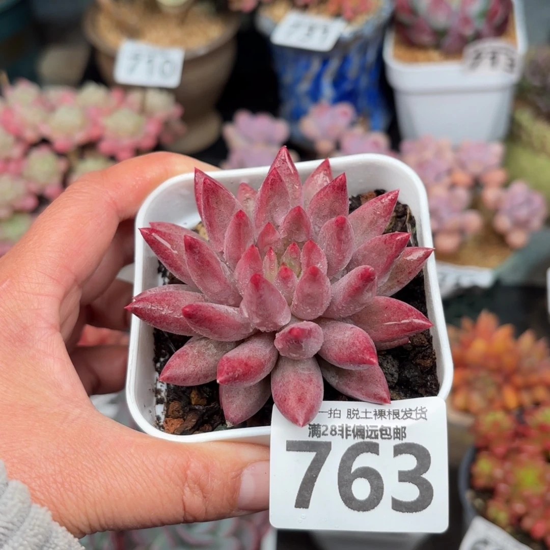 金鱼姬单头无盆土发货