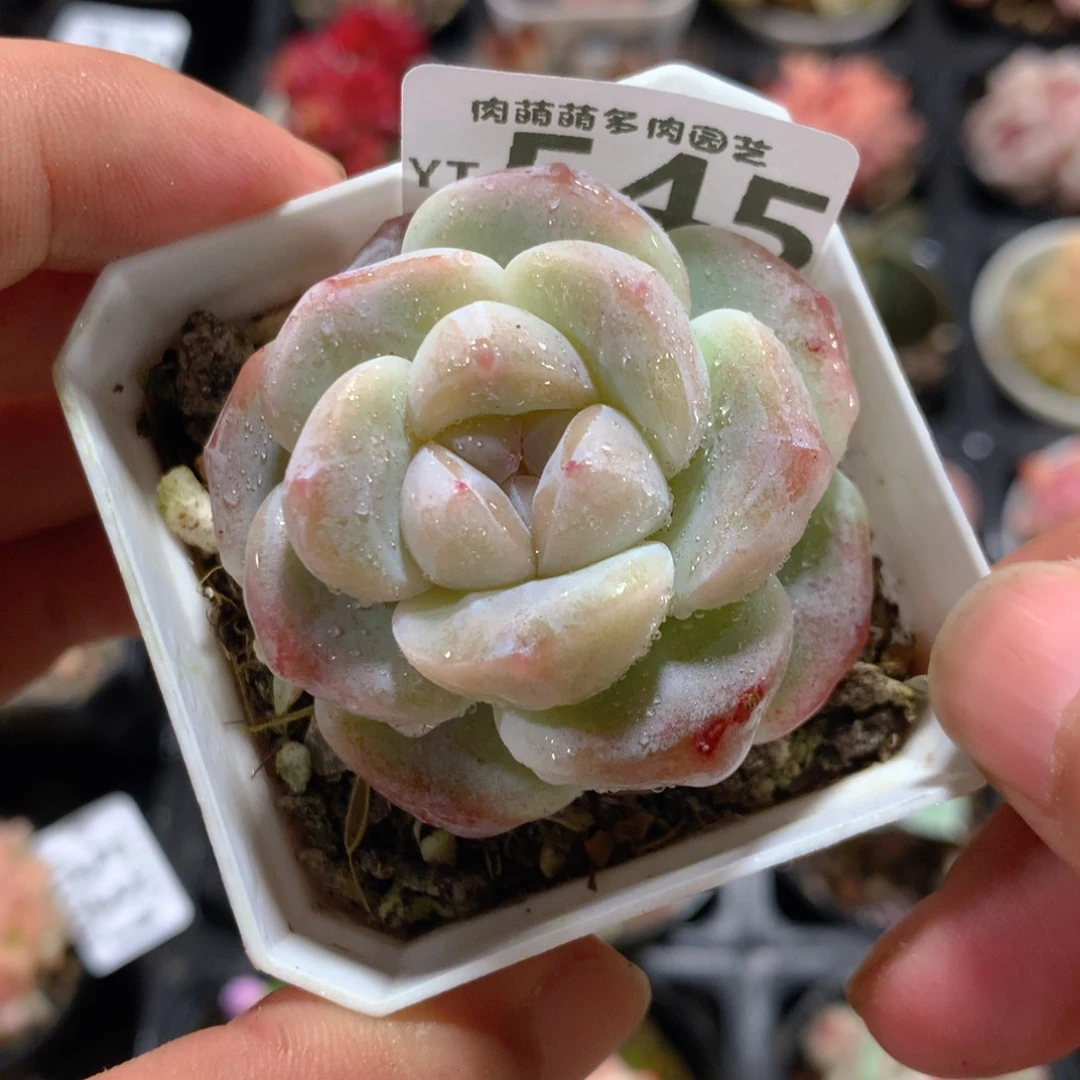 5CM拇指盆精控多肉YT545