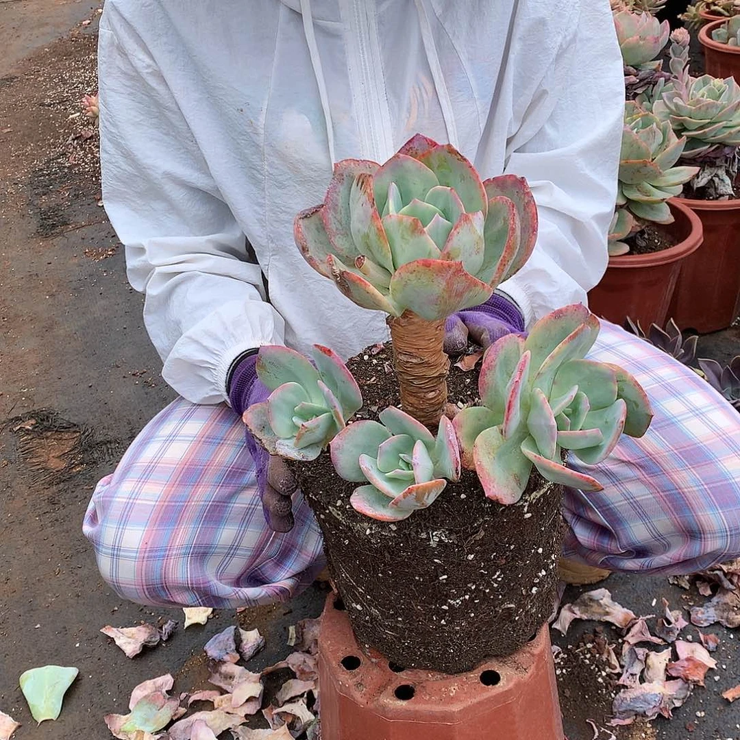 4头起无砍头凤22.8多肉植物推荐