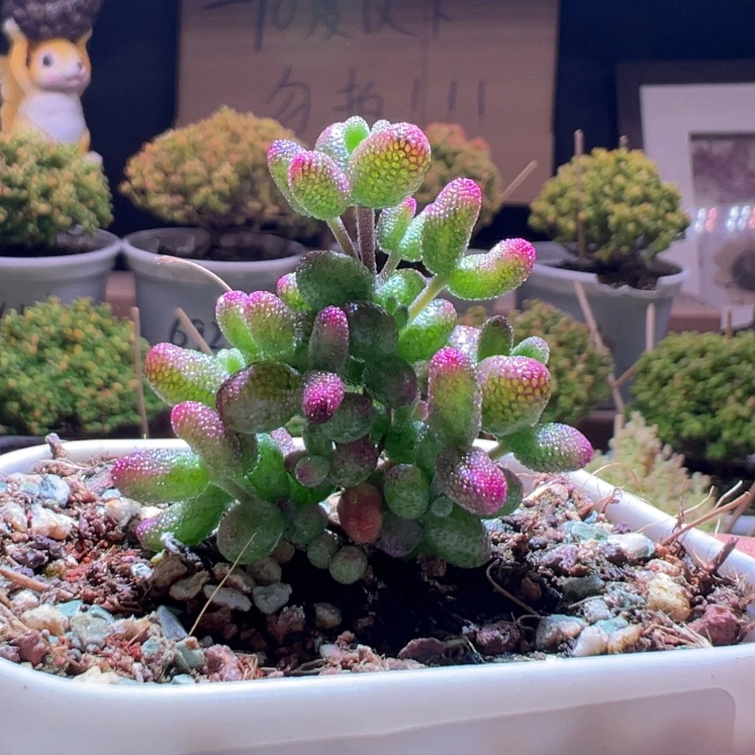 807花斑露一物一拍包开箱