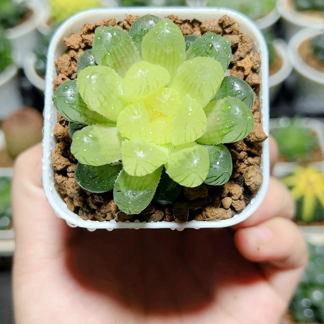 琥珀玉露原盆原土