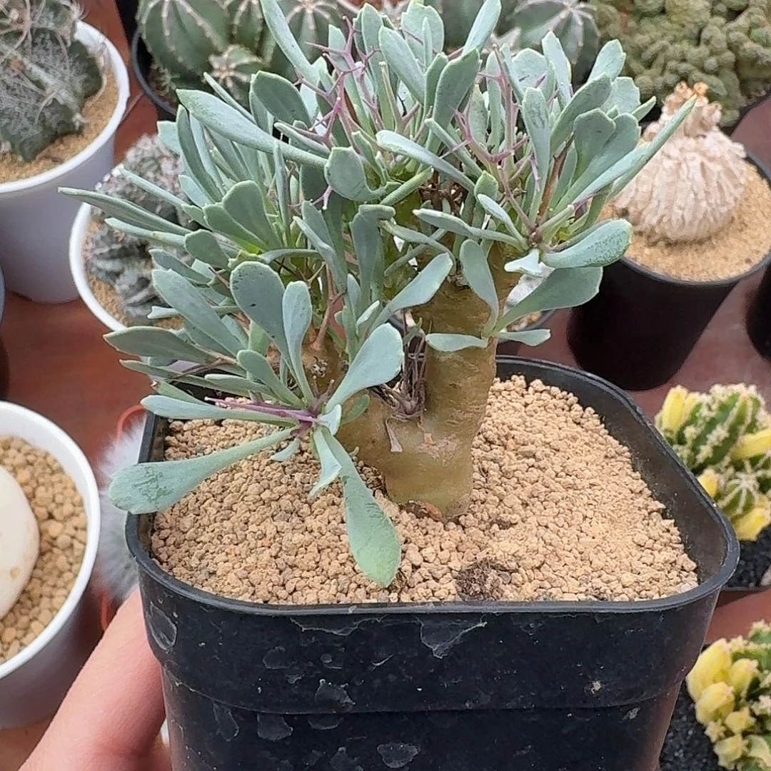 黑殿厚墩菊123456