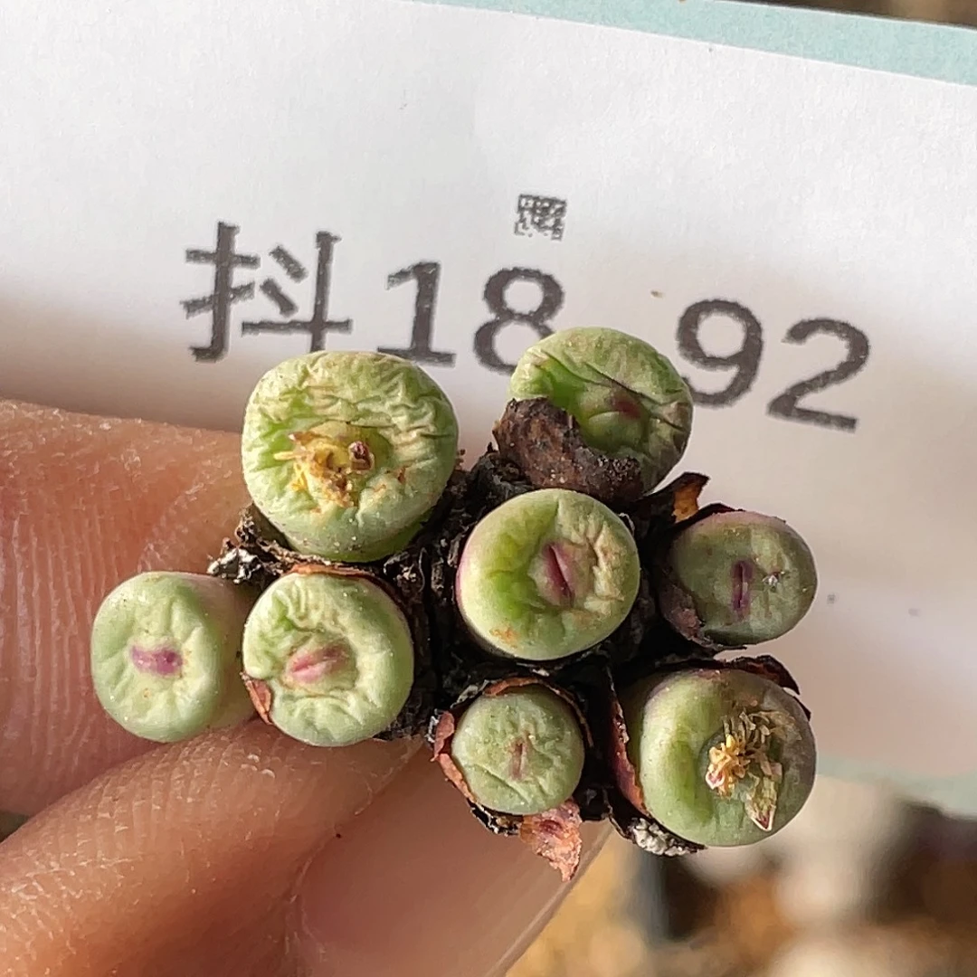 18-92嘴多肉植物肉锥