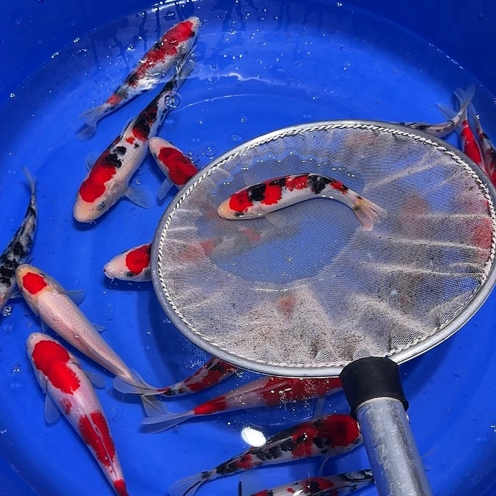 靓***仔海水鱼不会给哈哈发发一条缝